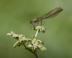 Female Beautiful Demoiselle damselfly, Calopteryx virgo, sitting on Cow Parsley plant. Taken at Moors Valley Country Park UK
