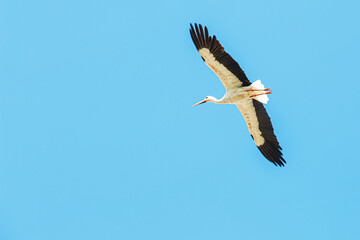 Fototapeta na wymiar Crane Soaring Against a Blue Sky
