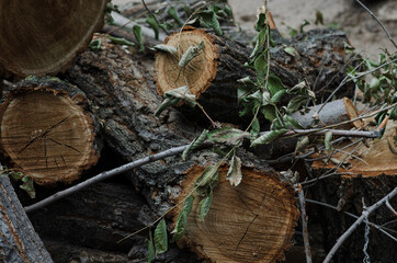 tree wood dark texture