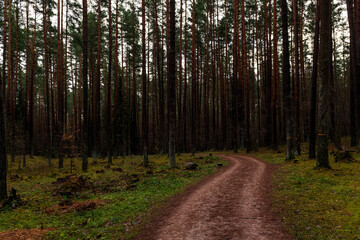 Dirt road leading through pine forest.