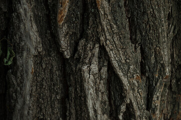 tree wood dark texture