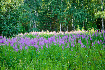 A glade in a birch forest with blooming fireweed. Summer landscape.
