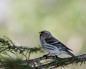 Red poll Bird Stock Photos. Red poll bird close-up profile view perched on a tree branch with a blur background in its environment and habitat. Image. Picture. Portrait.