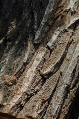 tree wood dark texture