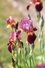 Beautiful iris flowers in the garden in summer