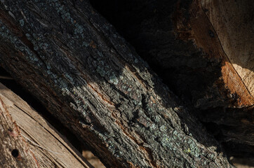 tree wood dark texture