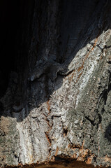 tree wood dark texture