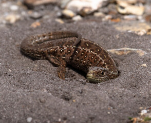 A rare female Sand Lizard, Lacerta agilis, digging a hole in the sand to lay eggs. Taken at Arne Nature Reserve UK