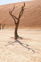Fototapeta na wymiar Dead tree stump, with sand dune backdrop, at Deadvlei