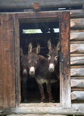 donkeys in a wood hut looking at camera on a rainy day