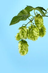 Close up fresh green hop bine branch over blue sky