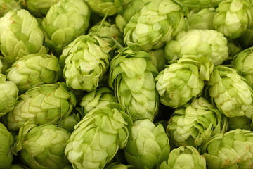 Close up background of fresh green beer hops
