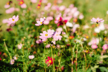 Decorative pink garden flower Cosmos Bipinnatus, Cosmea Bipinnata, Bidens Formosa. Mexican aster. Copy space. Floral background. Soft selective focus.