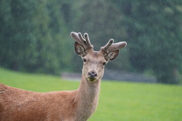 the side profile of a red deer stag, cervus elaphus with velvet antlers on a rainy day in the mountains