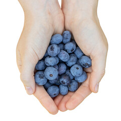 Female palms full of ripe blueberries. Isolated on white background.