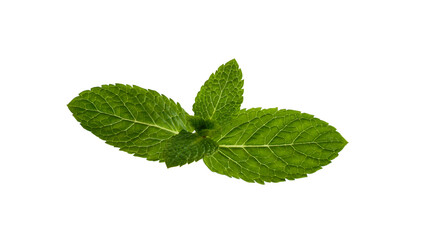 Close up fresh green mint leaves on white