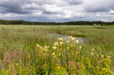 Landscape with a wet meadow formed around an overgrown lake. It grows reeds, meadowsweets (filipendula ulmaria) and other wild flowers. Summer in the Latvian countryside