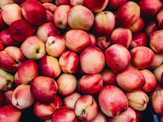 Juicy ripe, bright pink nectarines (Prunus persica) lay on top of each other in natural light.