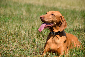 beagle dog on grass