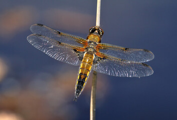 Four Spotted Chaser dragonfly, Libellula quadrimaculata, resting on a reed with a diffuse background. taken at RSPB Arne UK