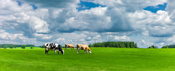 Gr&uuml;ne Landschaft mit K&uuml;hen auf einer Wiese