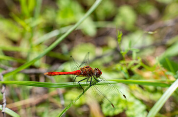 red dragonfly sat down to rest on a leaf