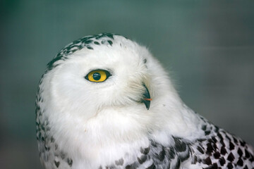 a beautiful head portrait of a bubo scandiacus, snow owl with black background
