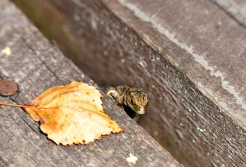 brown little lizard - with a muzzle like a giant dragon