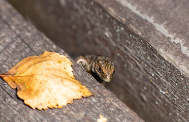 brown little lizard - with a muzzle like a giant dragon