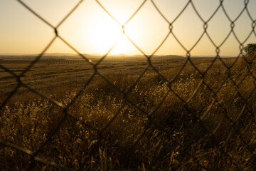 Campo de trigo