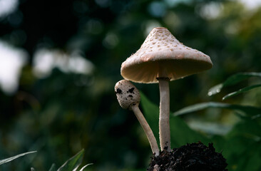 Close up view of the blossoming mushroom and bud