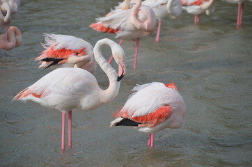Pink flamingos in Camargue in spring