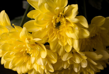 Fototapeta premium Yellow asters close-up on a black background