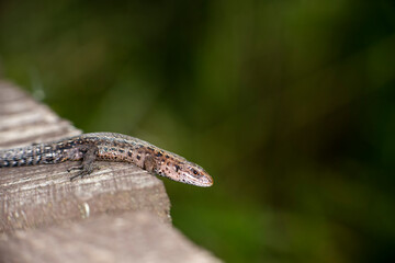 brown little lizard - with a muzzle like a giant dragon