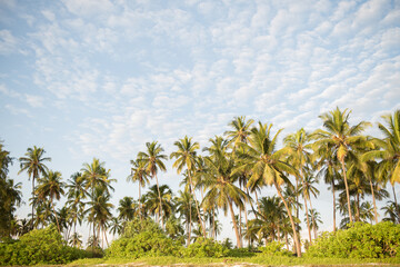 Fototapeta na wymiar A forest of palm trees on a sunny day in Zanzibar