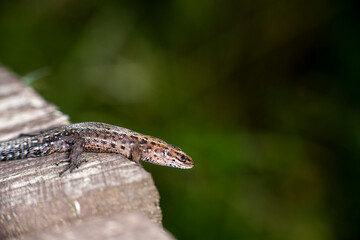 brown little lizard - with a muzzle like a giant dragon