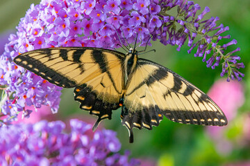 Yellow swallowtail butterfly perched on purple butterfly bush flowers in garden