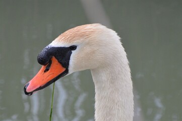 Fototapeta premium Head of swan