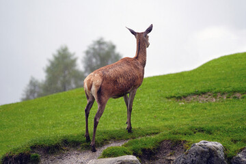 a wet red deer female on a rainy day in summer