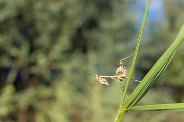 An unusual mantis with horns and various thorns on the body. Praying mantis prepare to attack.