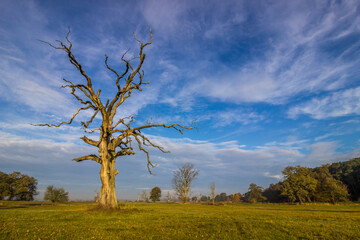 
lonely oak tree in the field at sunset