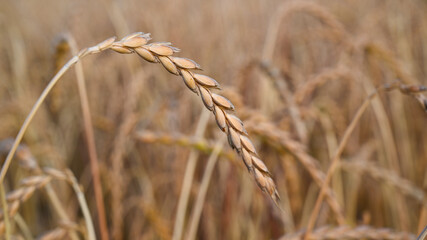 Golden ripe ears of spelt grain field for harvesting in agriculture. Close-up. 