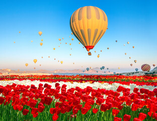 Hot air balloons in Cappadocia flying over a field of tulips, Turkey, landscape