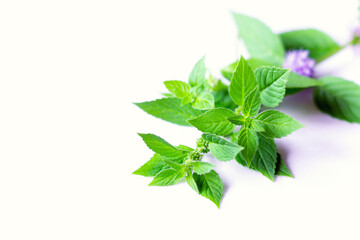 Fresh wild (corn, field) mint (Mentha arvensis) on a white background. Medicinal and food aromatic...
