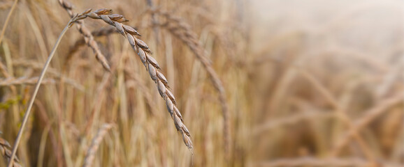 Fototapeta premium Golden ripe ears of spelt grain field for harvesting in agriculture. 