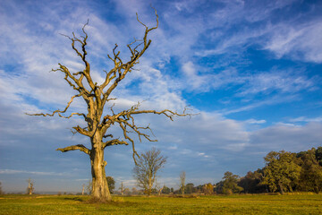 Fototapeta premium lonely oak tree in the field at sunset