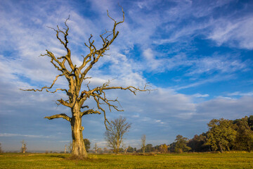 
lonely oak tree in the field at sunset