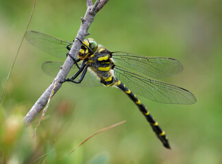 Golden Ringed dragonfly, Cordulegaster boltonii, hanging onto a reed on a diffuse green background....