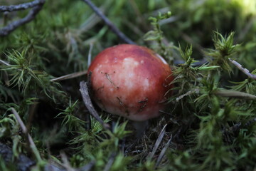 Obraz na płótnie Canvas forest mushroom boletus Russula growing in the moss brown with red cap and white stalk forest food environment a healthy lifestyle