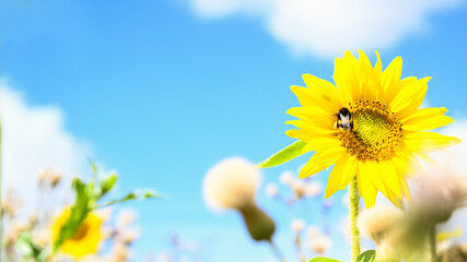 Sonnenblume auf einer Natur Wiese im Sommer mit einer Hummel die Nektar sammelt.